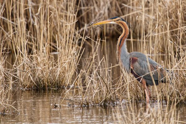 Purpurreiher sammelt Nistmaterial