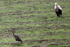 Purpurreiher trifft Weißstorch