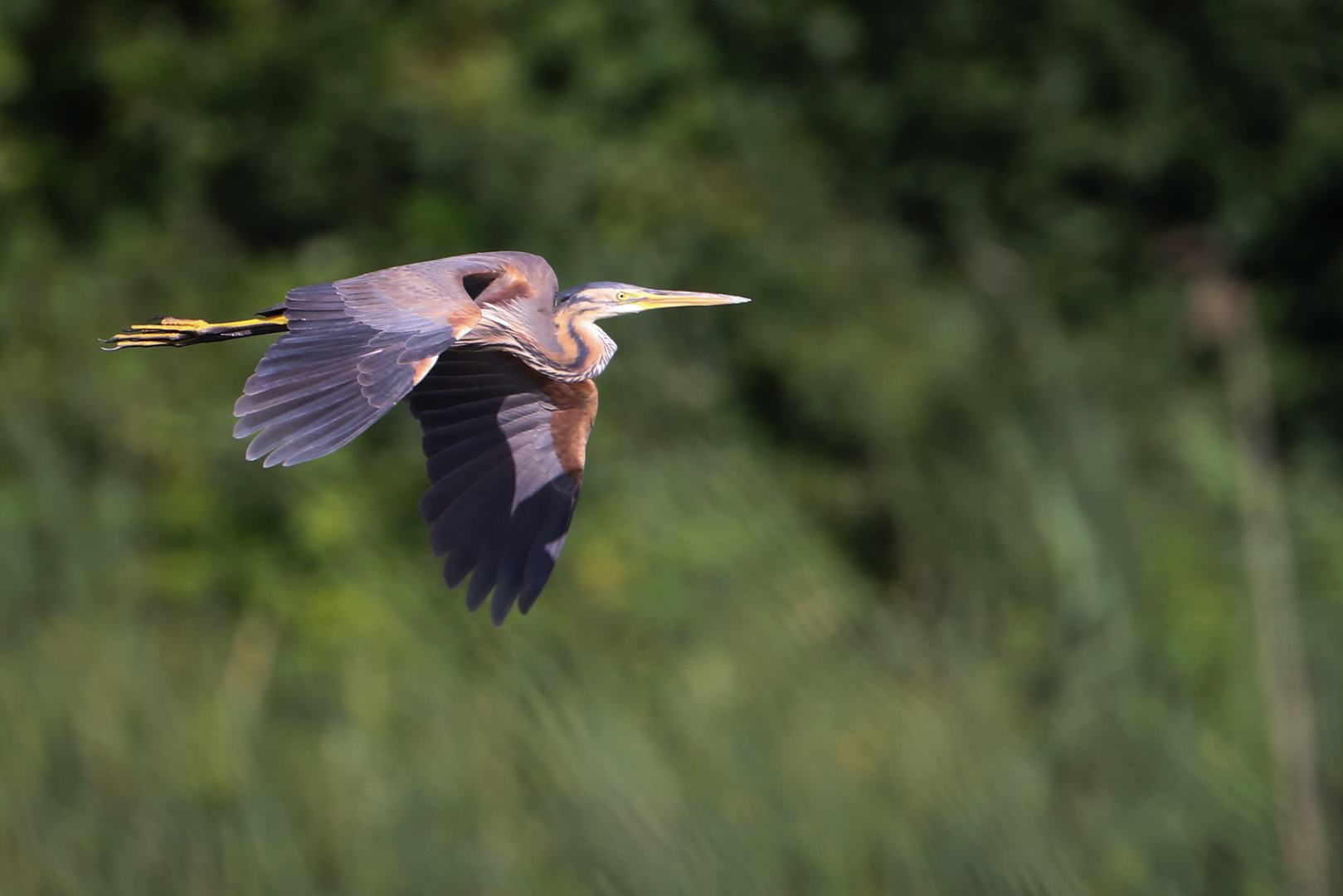 Purpurreiherflug