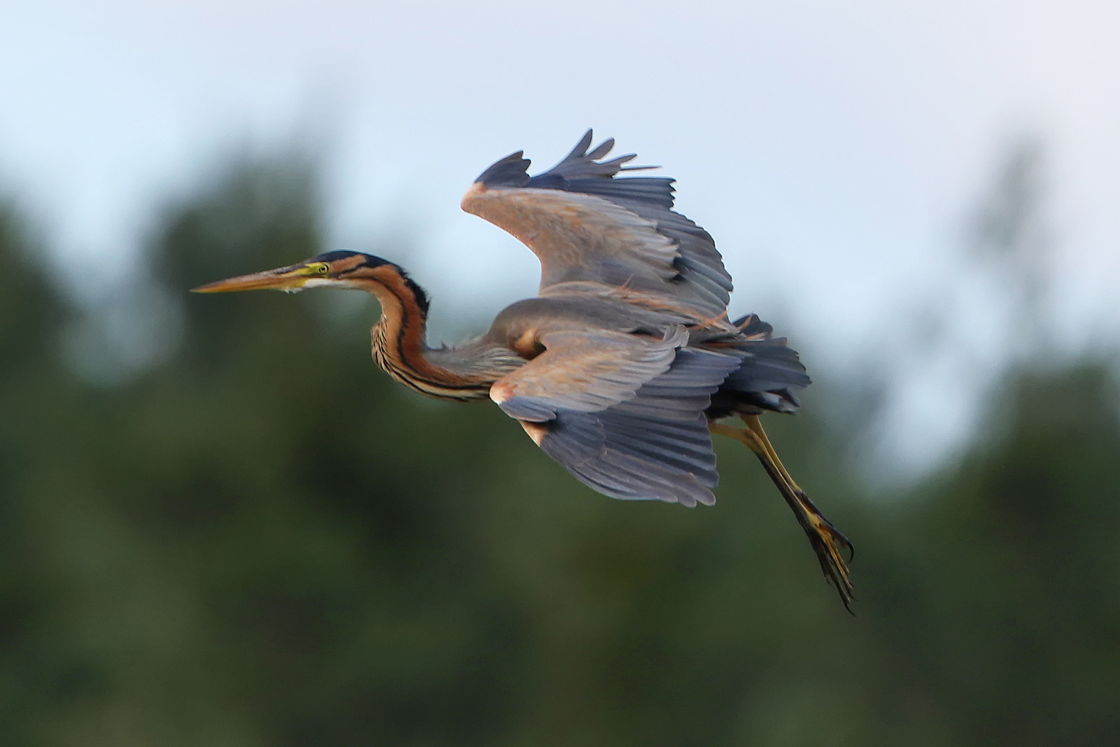 ...Purpurreiher_Landeanflug...