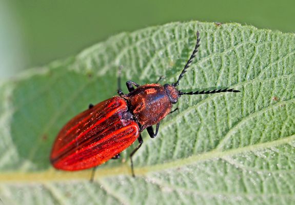 Purpurrot-Express ...