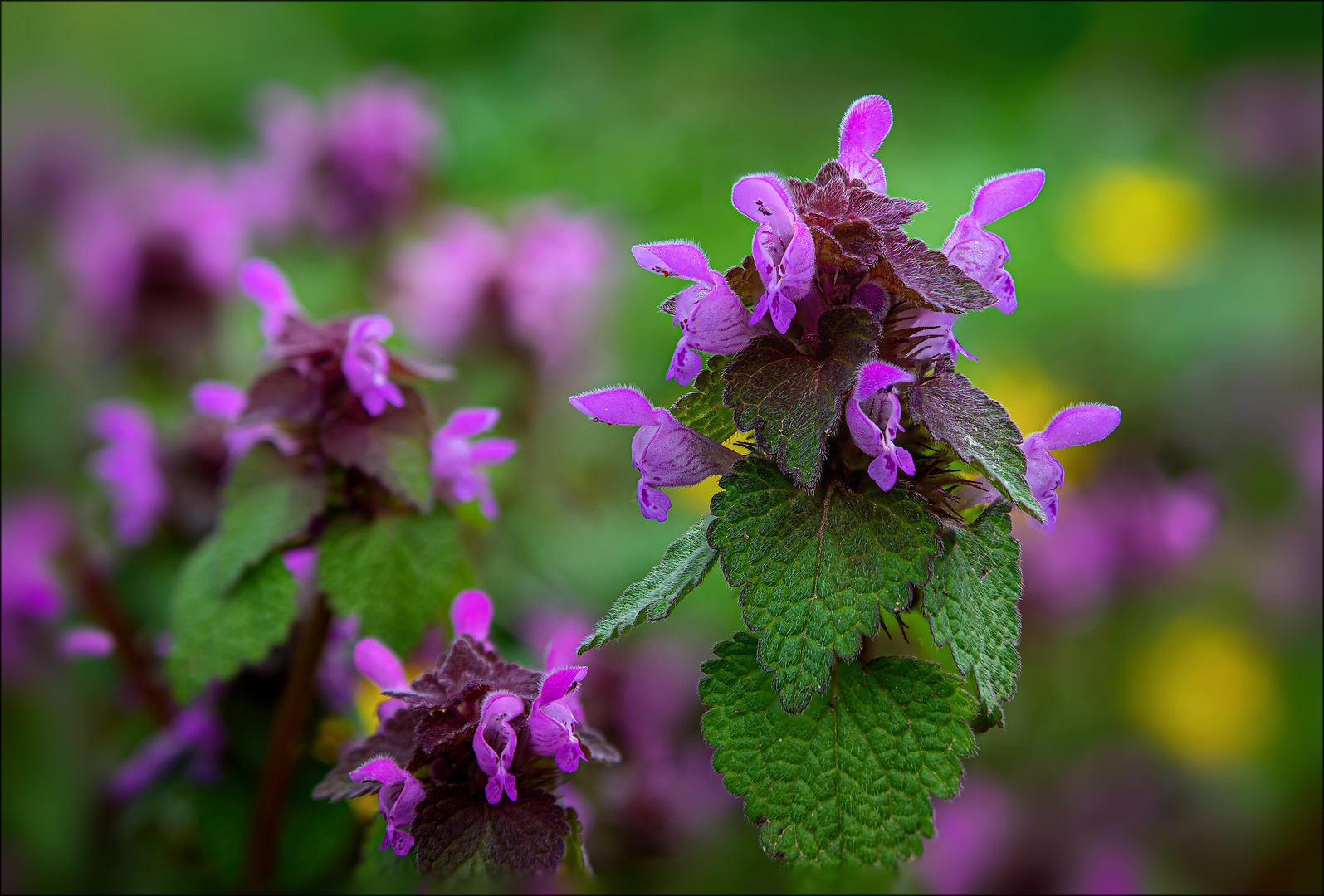 Purpurrote Taubnessel (Lamium purpureum) 