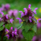 Purpurrote Taubnessel (Lamium purpureum) 