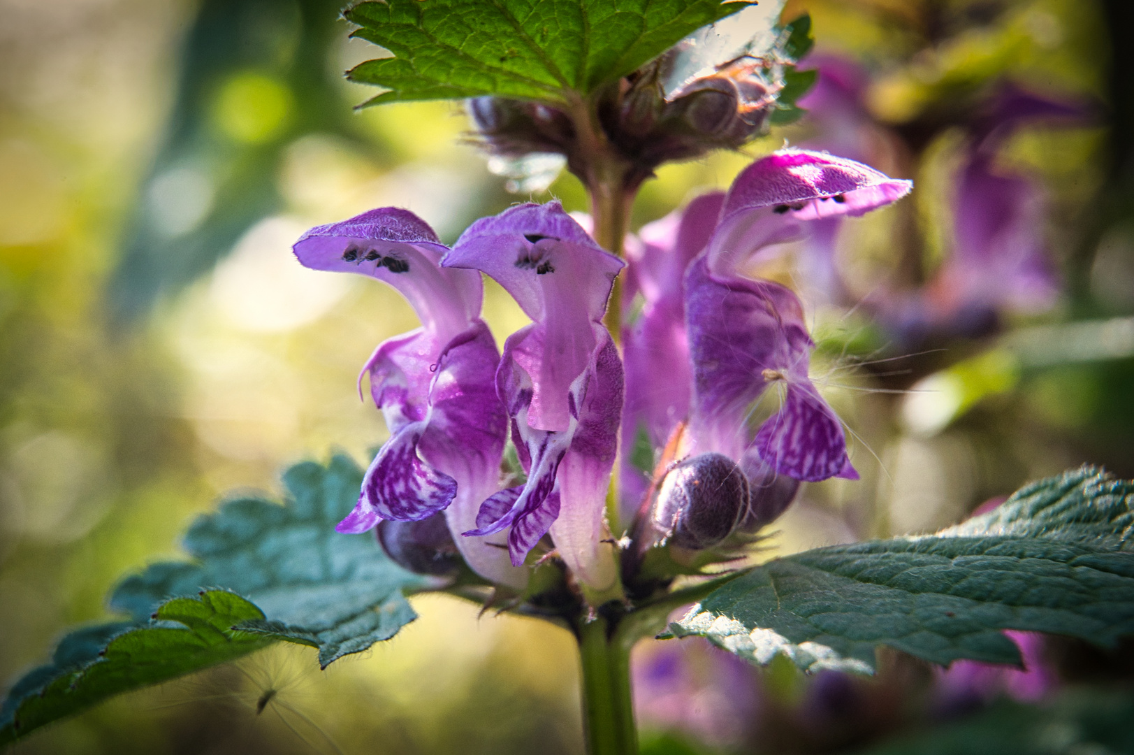 Purpurrote Taubnessel / Lamium purpureum 