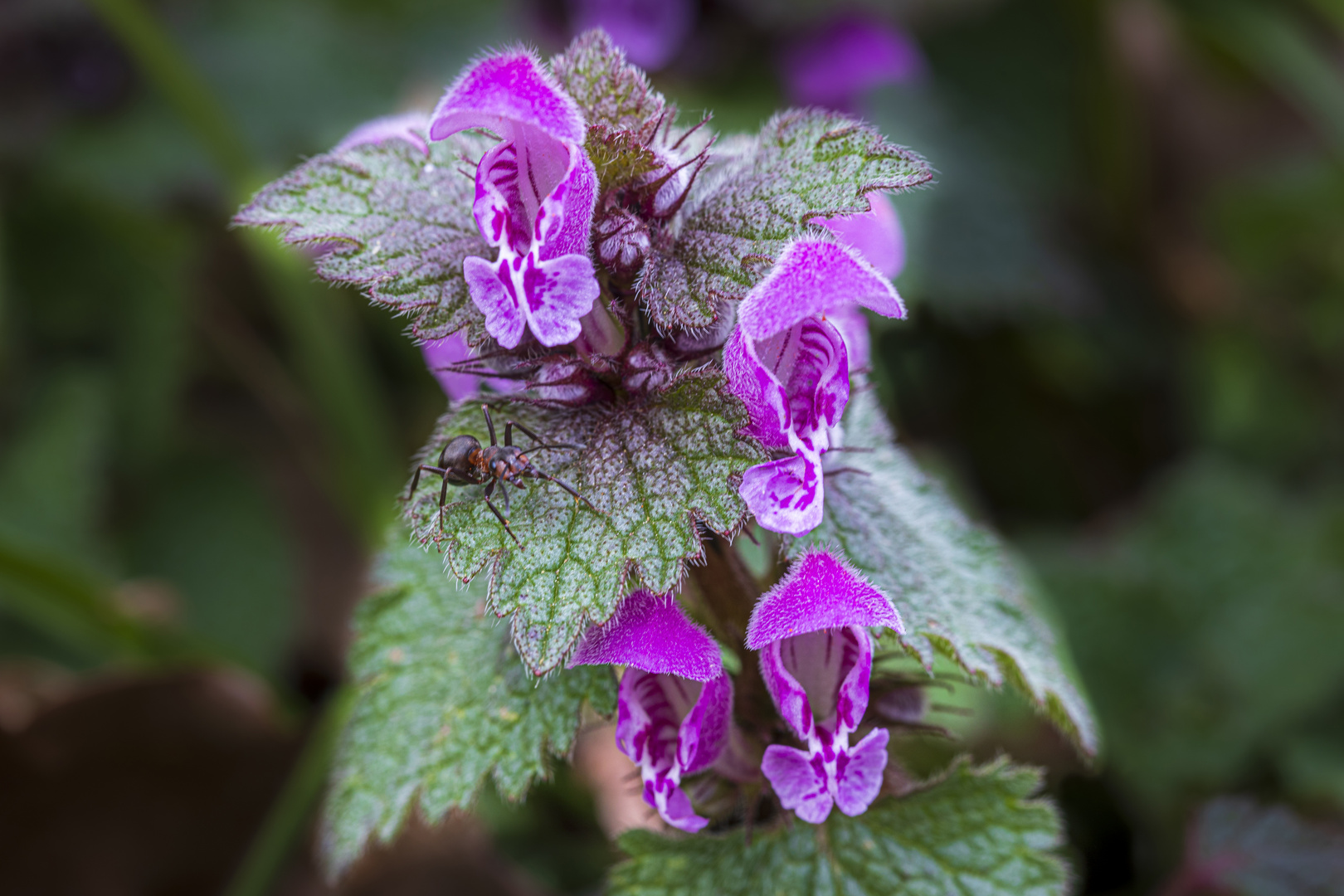 Purpurrote Taubnessel mit Besucher