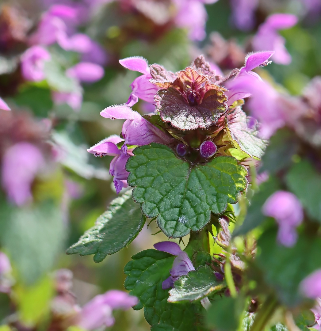 Purpurrote Taubnessel,Lamium purpureum