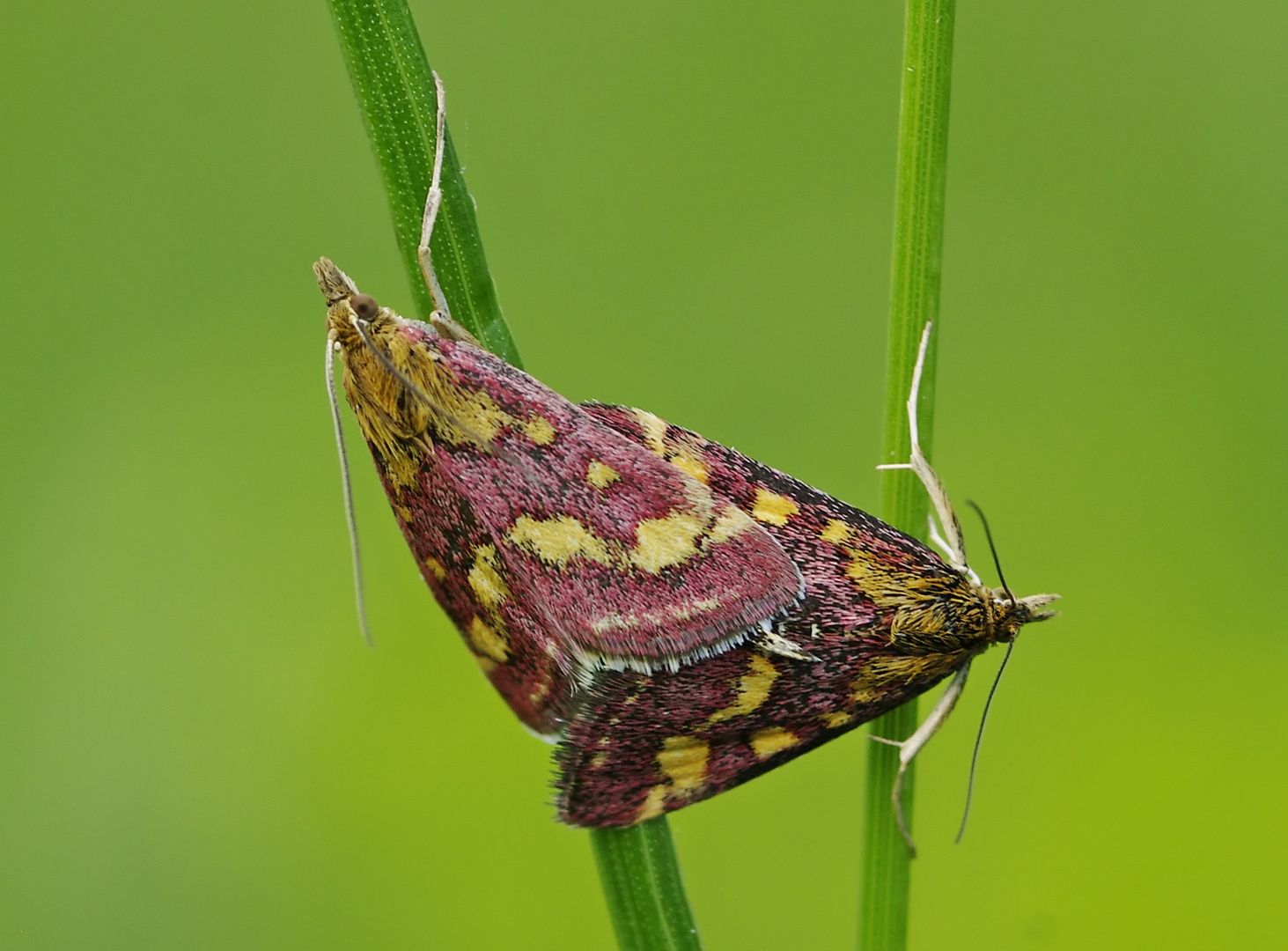 Purpurrote Zünsler bei der Paarung