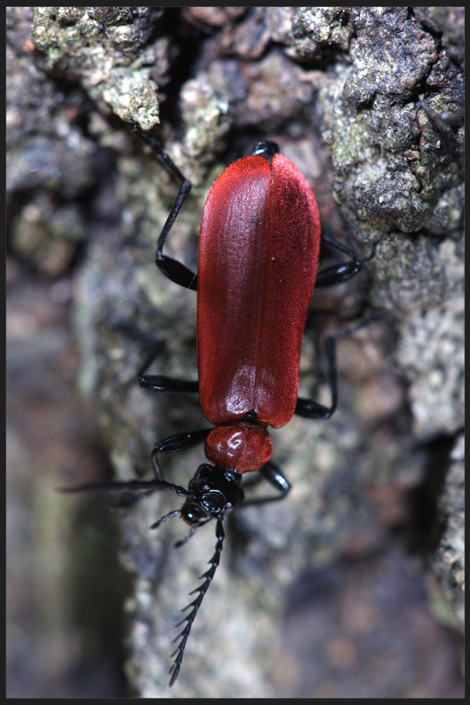 Purpurroter Feuerkäfer II