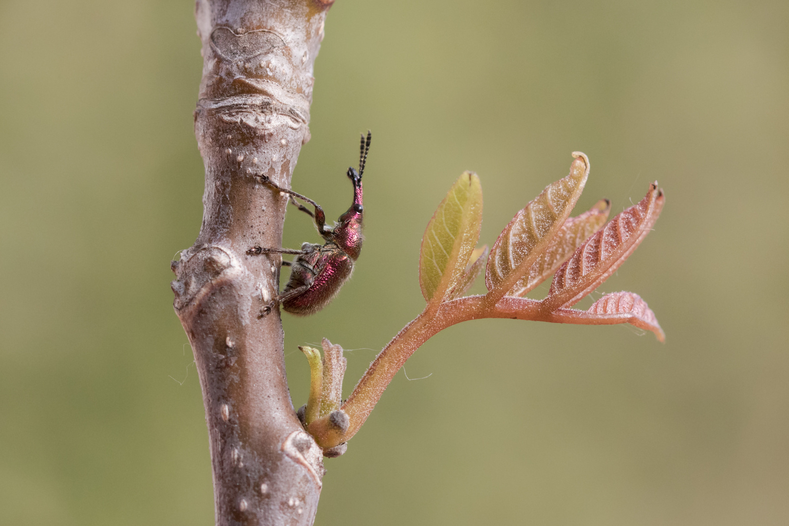 purpurroter Fruchtstecher