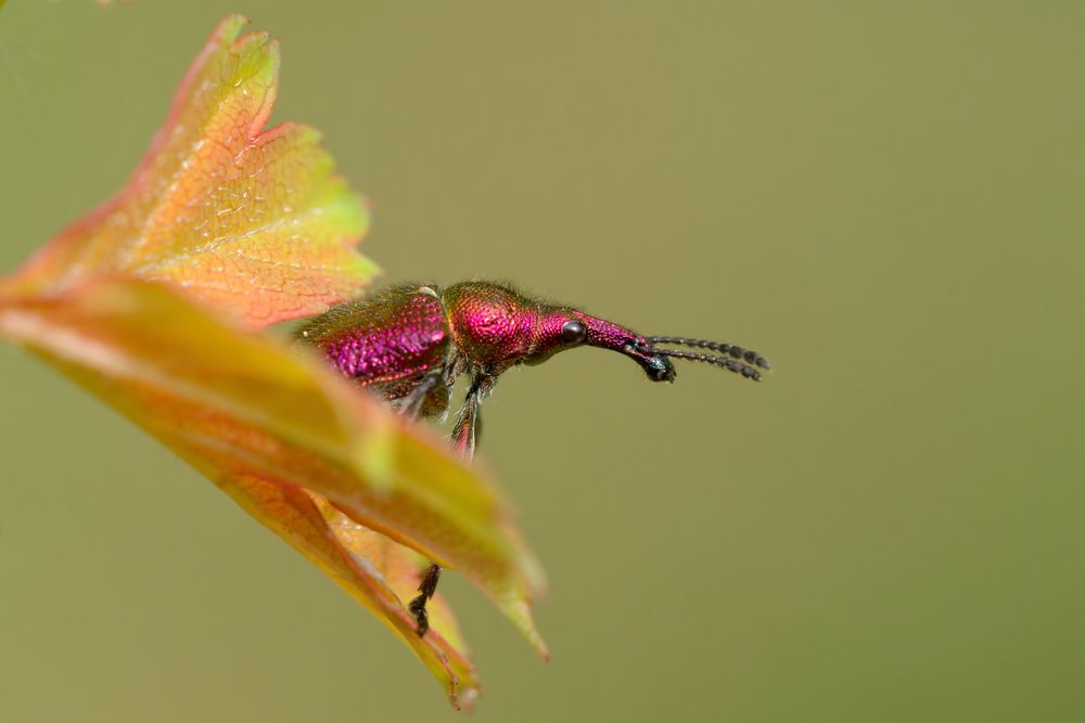  Purpurroter Fruchtstecher (Rhynchites bacchus) 