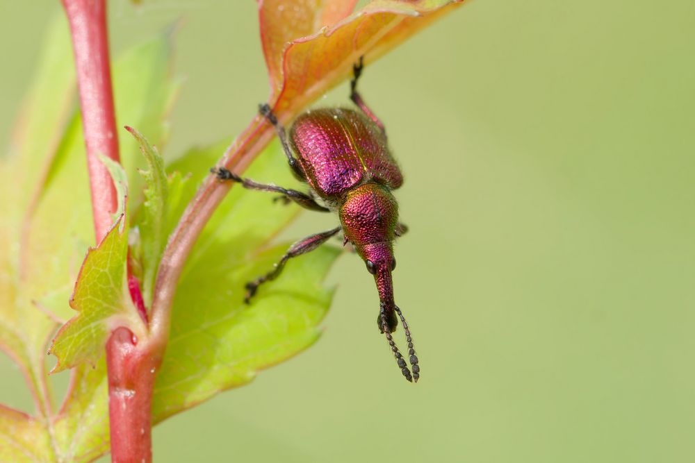  Purpurroter Fruchtstecher (Rhynchites bacchus) 