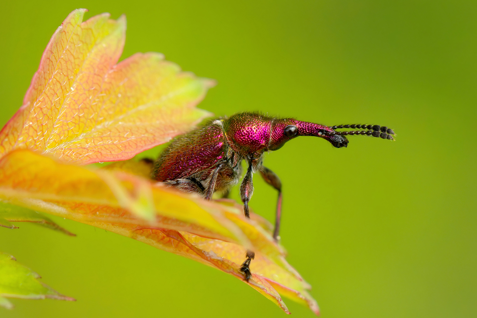  Purpurroter Fruchtstecher (Rhynchites bacchus) 