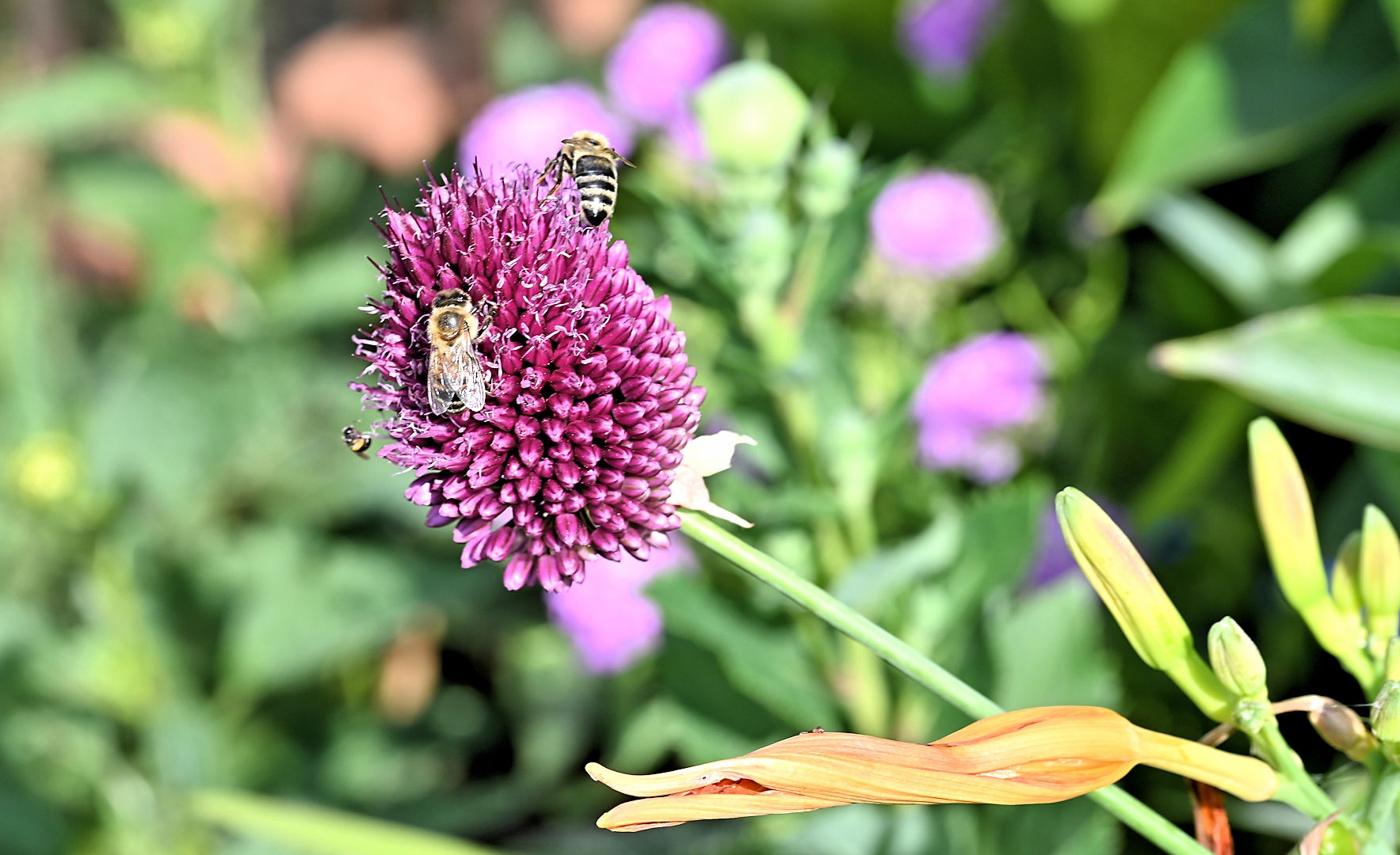 Purpurroter Gartenlauch