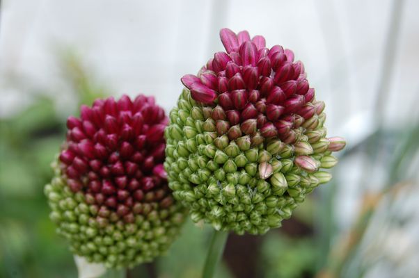 Purpurroter Gartenlauch