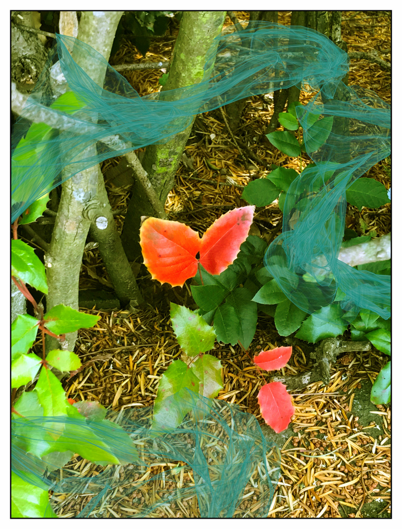 Purpurroter Schmetterling