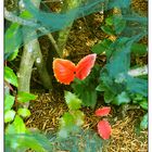 Purpurroter Schmetterling