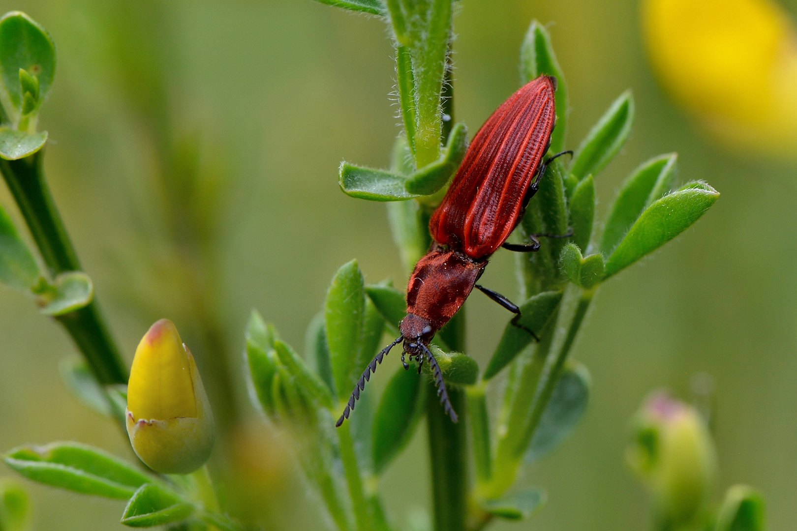 Purpurroter Schnellkäfer