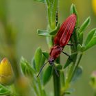 Purpurroter Schnellkäfer