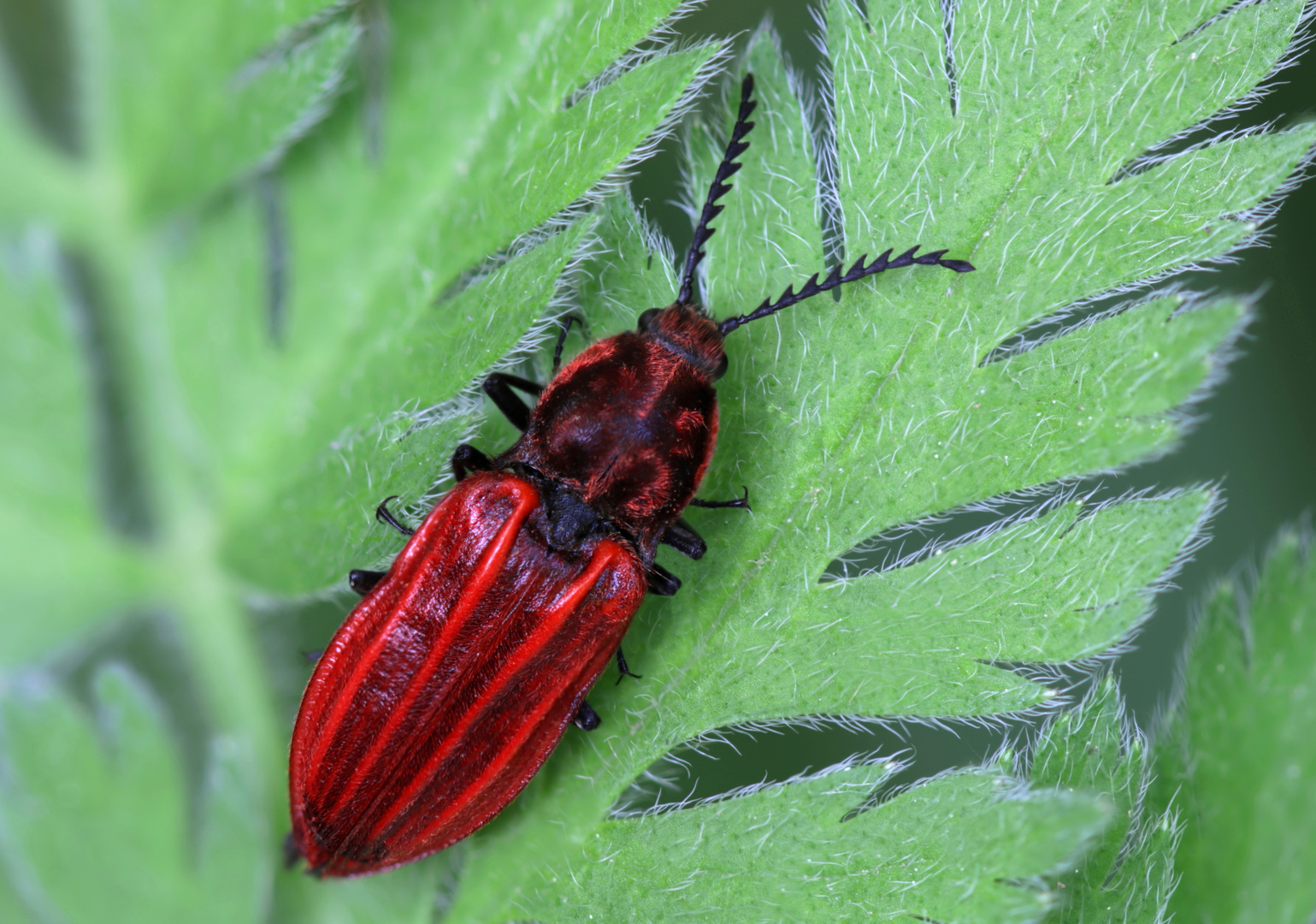 Purpurroter Schnellkäfer (Anostirus purpureus)