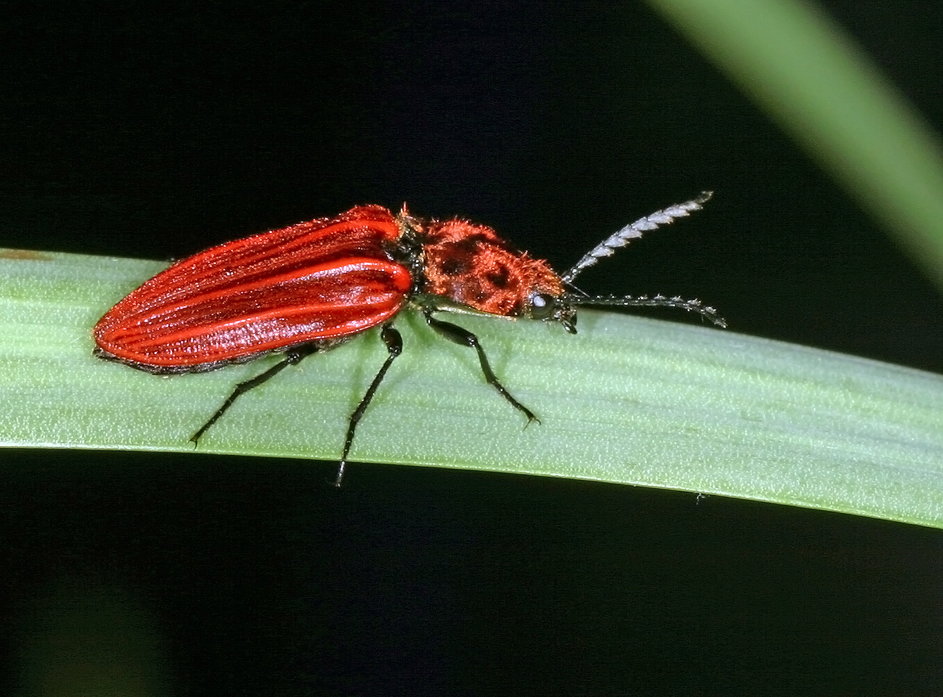 Purpurroter Schnellkäfer (Anostirus purpureus)