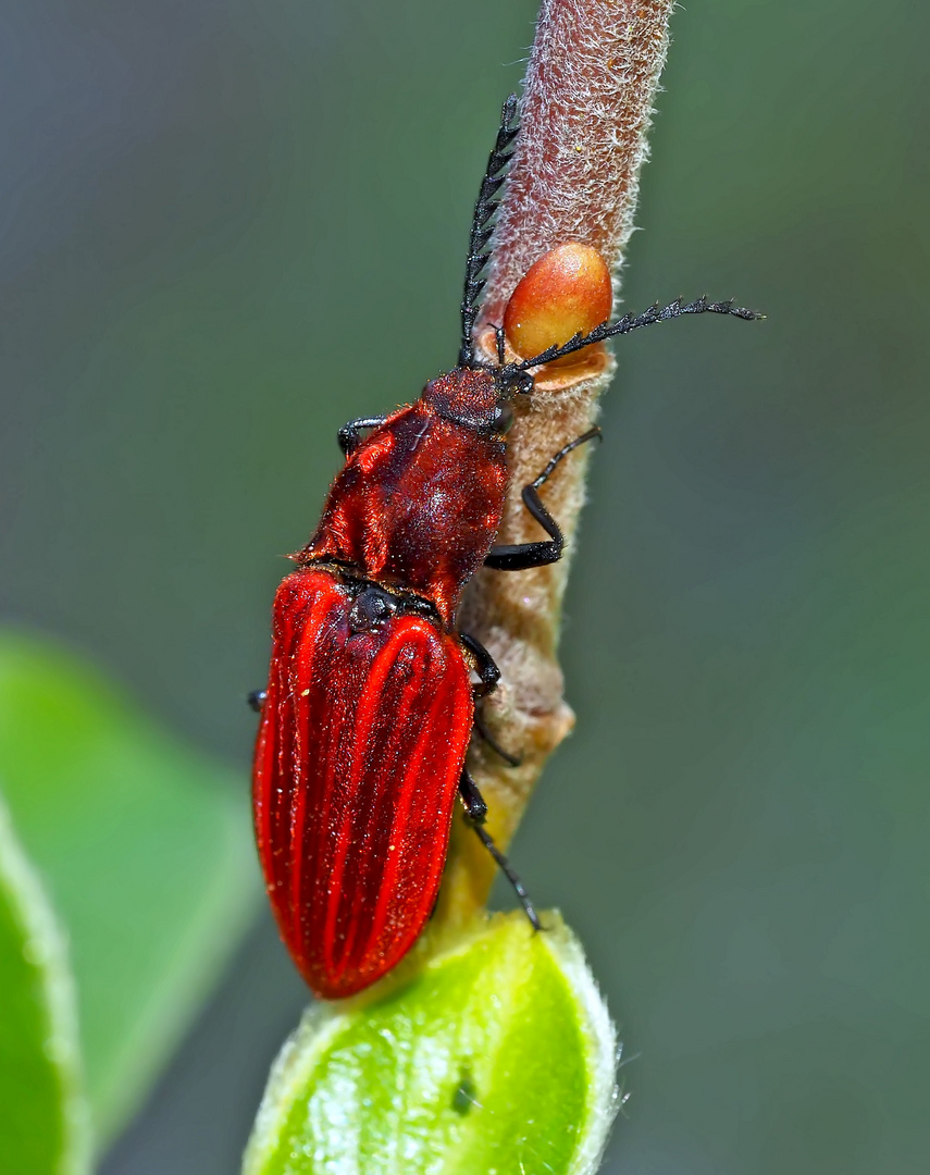 Purpurroter Schnellkäfer (Anostirus purpureus) - Le taupin se repose.