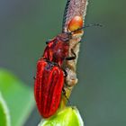 Purpurroter Schnellkäfer (Anostirus purpureus) - Le taupin se repose.