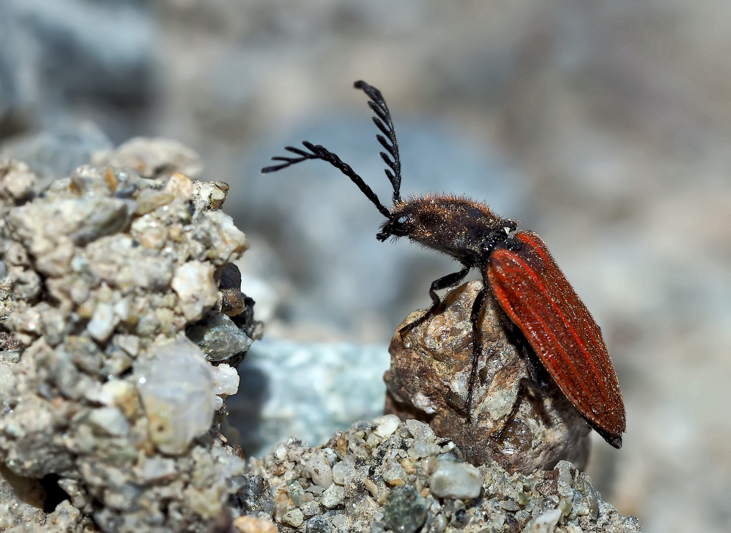 Purpurroter Schnellkäfer (Anostirus purpureus) - Taupin.