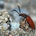 Purpurroter Schnellkäfer (Anostirus purpureus) - Taupin.