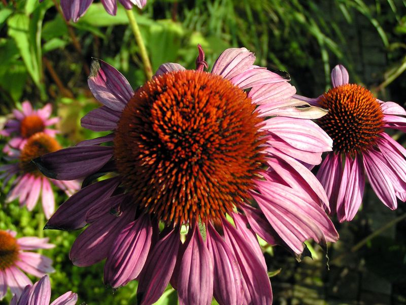 Purpurroter Sonnenhut 2 - Echinacea -