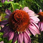 Purpurroter Sonnenhut 2 - Echinacea -