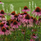 Purpurroter Sonnenhut - Echinacea -