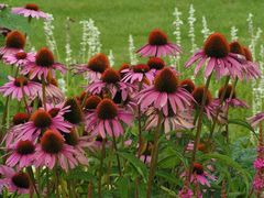 Purpurroter Sonnenhut - Echinacea -