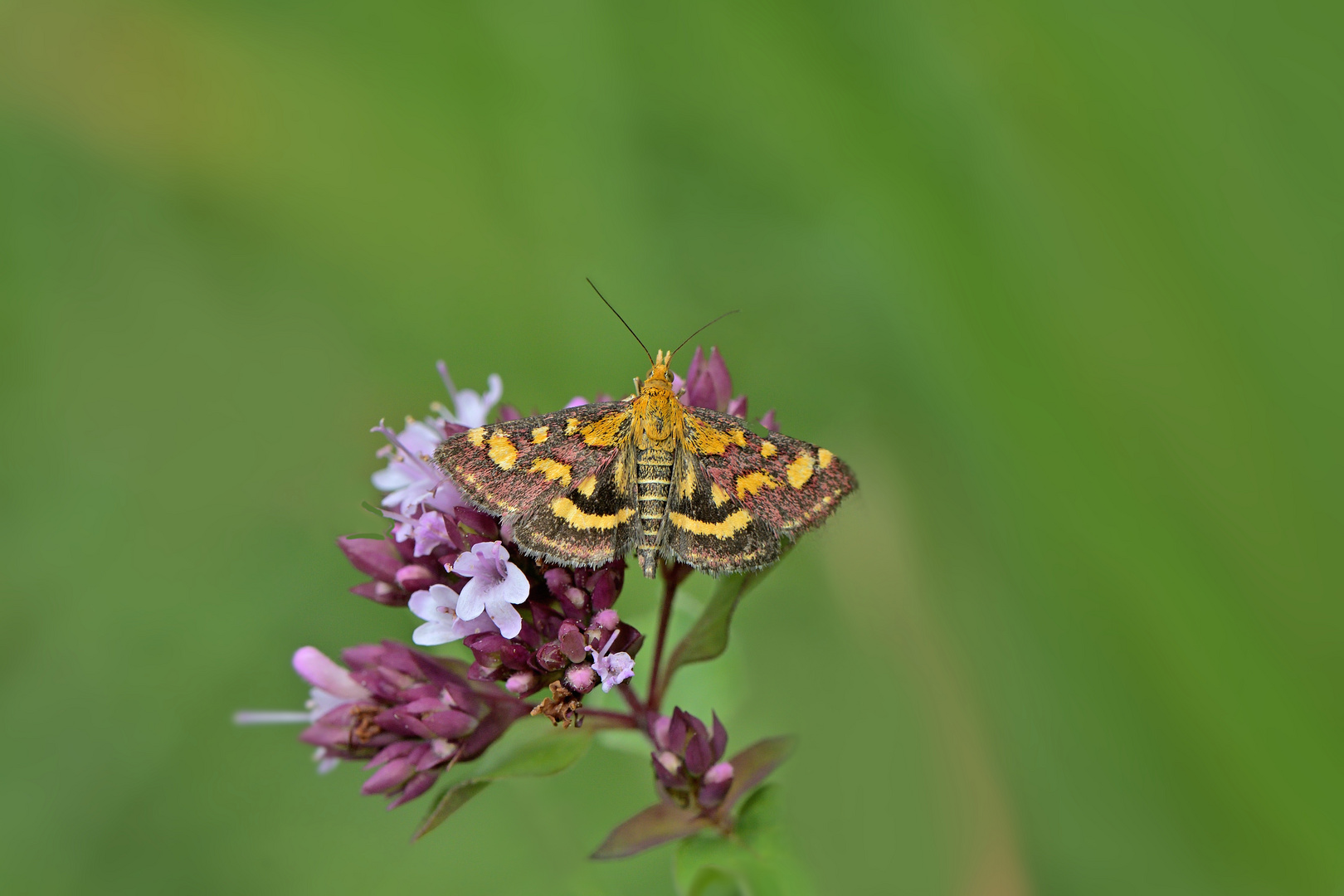 Purpurroter Zünsler