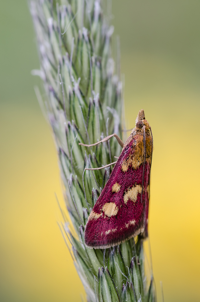 Purpurroter Zünsler