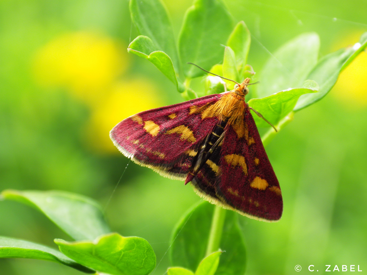 Purpurroter Zünsler ( prausta purpuralis) 