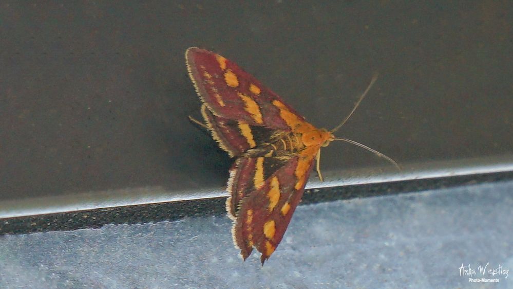 Purpurroter Zünsler - Pyrausta purpuralis