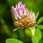 Purpurroter Zünsler (Pyrausta purpuralis)