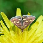 Purpurroter Zünsler (Pyrausta purpuralis)