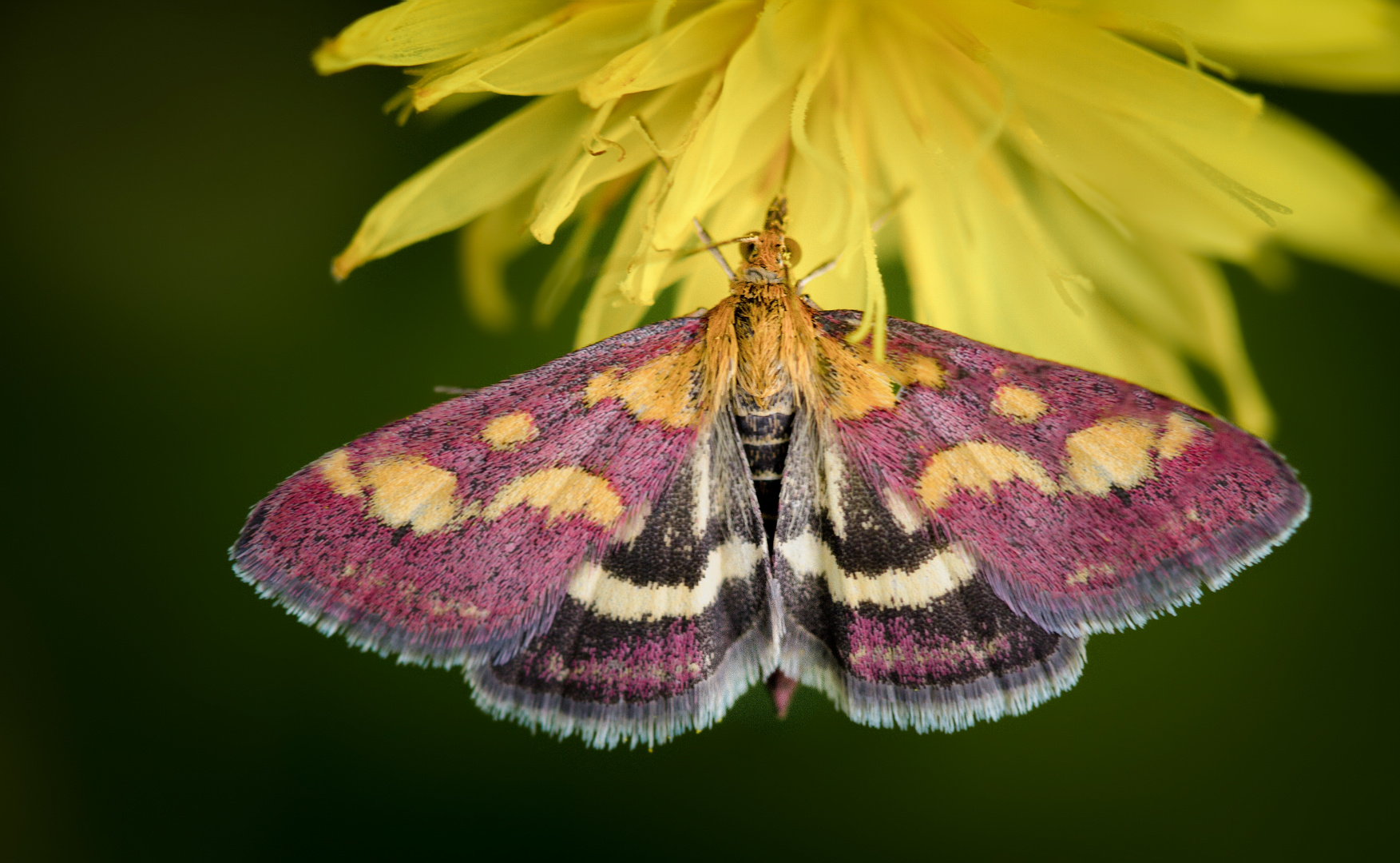 purpurroter zünsler (Pyrausta purpuralis)