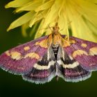 purpurroter zünsler (Pyrausta purpuralis)