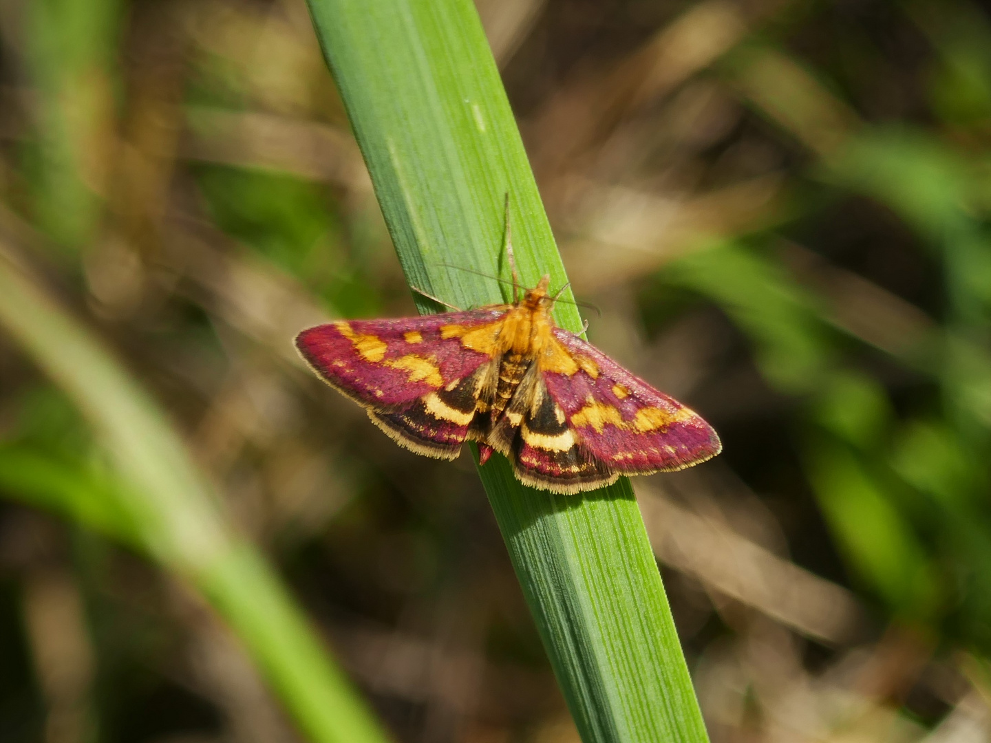 purpurroter Zünsler - Pyrausta purpuralis