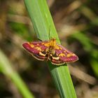 purpurroter Zünsler - Pyrausta purpuralis