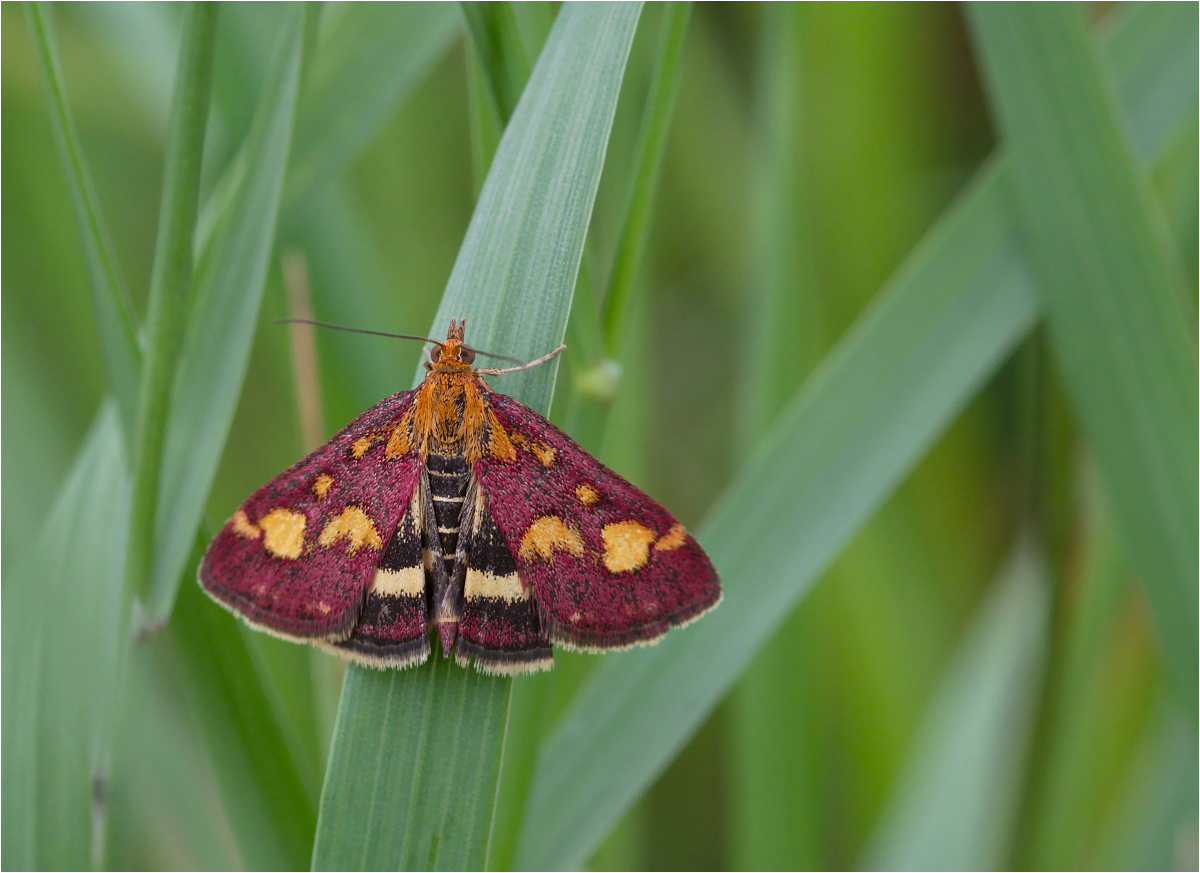 Purpurroter Zünsler (Pyrausta purpuralis)