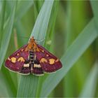 Purpurroter Zünsler (Pyrausta purpuralis)