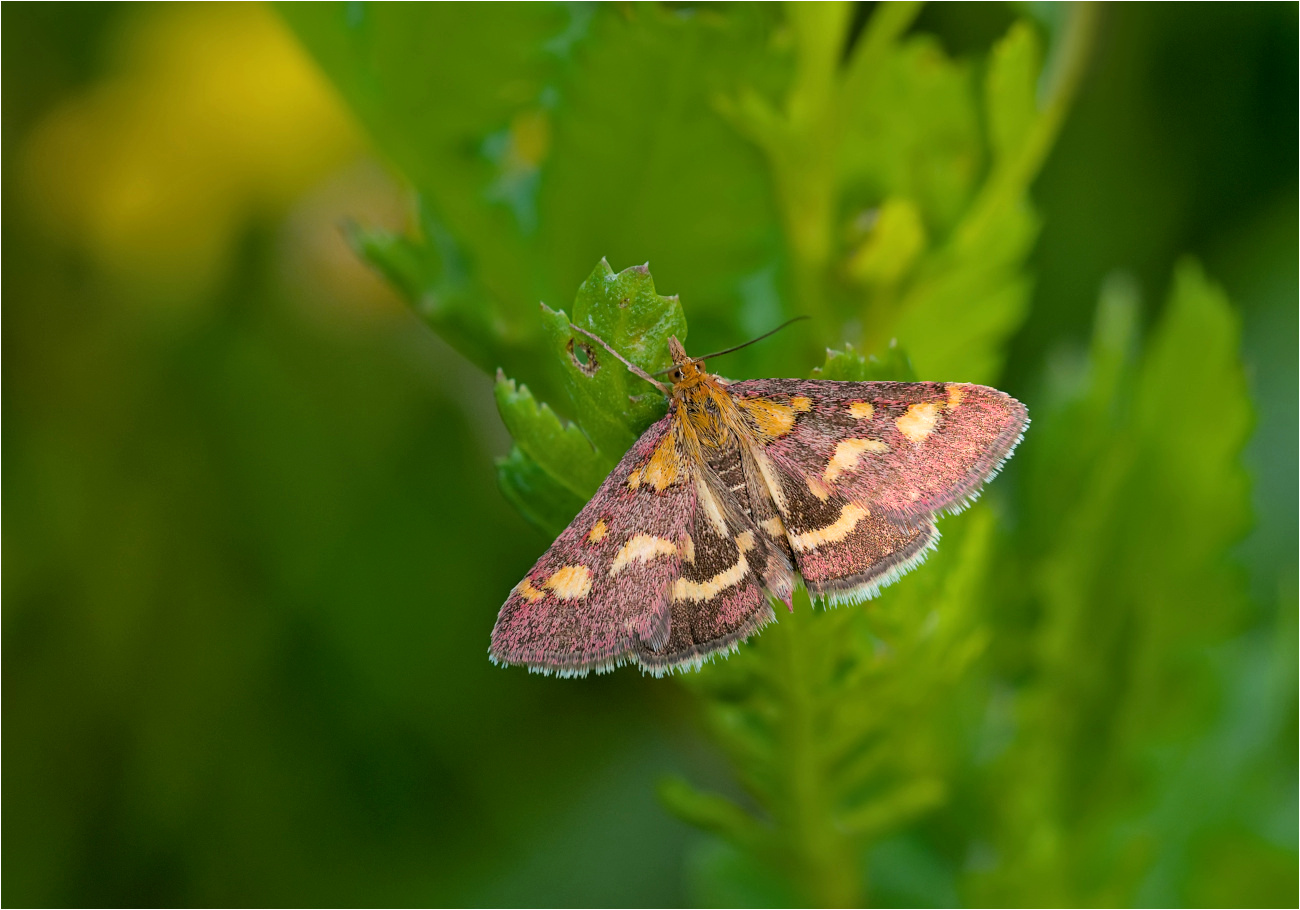 Purpurroter Zünsler ( Pyrausta purpuralis)