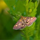 Purpurroter Zünsler ( Pyrausta purpuralis)