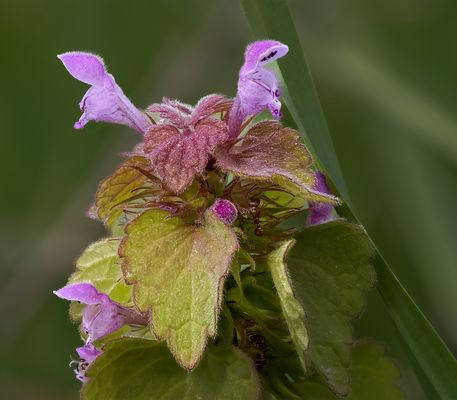 PurpurroteTaubnessel