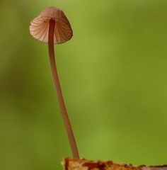 Purpurschneidiger Bluthelmling (Mycena sanguinolenta)