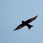 Purpurschwalbe - Purple Martin (Progne subis)