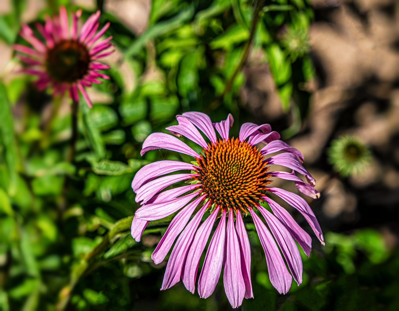 Purpursonnenhut (Echinacea purpurea)